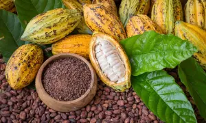 Cacao pods, beans, nibs et feuilles vertes. Le début pour savoir comment faire du chocolat.