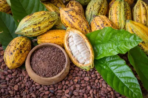 Cacao pods, beans, nibs et feuilles vertes. Le début pour savoir comment faire du chocolat.