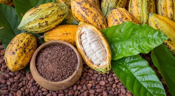 Cacao pods, beans, nibs et feuilles vertes. Le début pour savoir comment faire du chocolat.