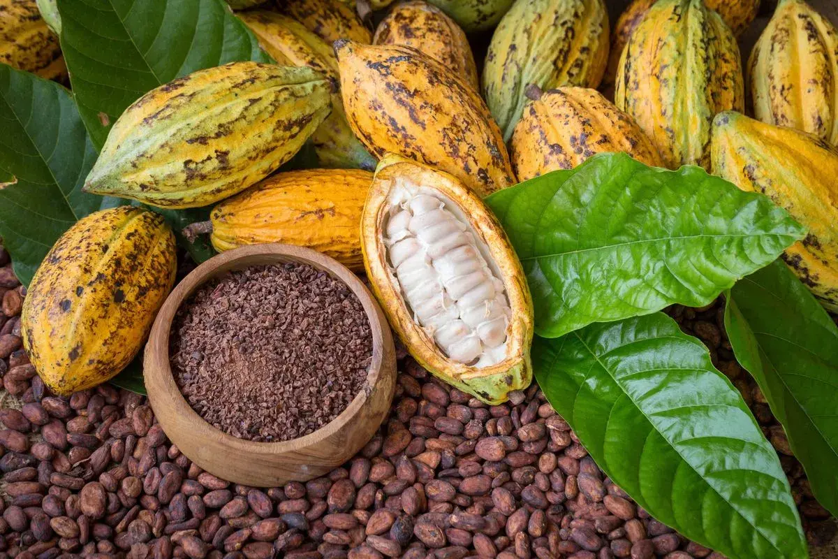 Cacao pods, beans, nibs et feuilles vertes. Le début pour savoir comment faire du chocolat.